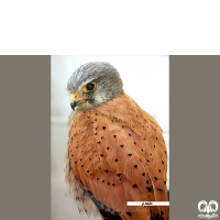 گونه دلیجه Common Kestrel